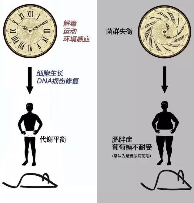 腸道菌群、腸促胰素與糖代謝異常