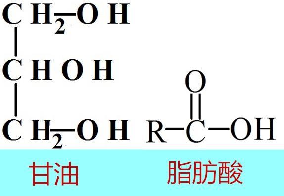 脂肪酸是如何命名？有何作用